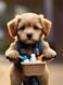 New Pet Shop